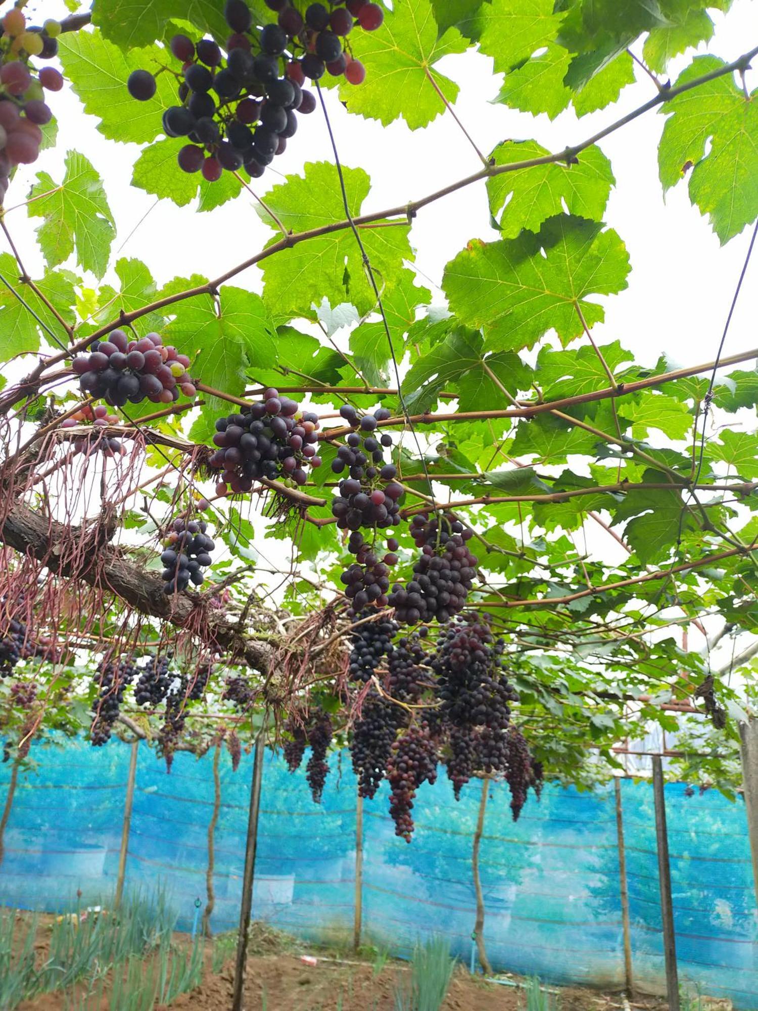 Mong Homestay Resort Pang Ung Экстерьер фото